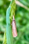 Crambus lathoniellus