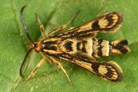 Chamaesphecia empiformis