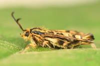 Chamaesphecia empiformis