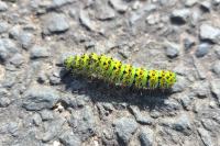 Saturnia pavonia