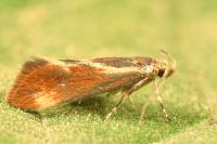 Metalampra italica