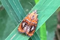 Olethreutes arcuella