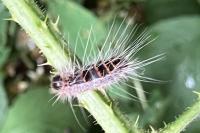 Thaumetopoea processionea