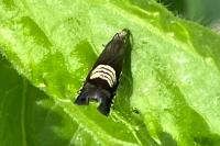 Grapholita compositella