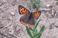 Lycaena phlaeas