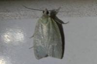 Tortrix viridana