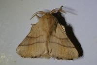 Malacosoma neustria