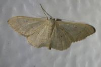 Idaea aversata