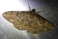 Peribatodes rhomboidaria