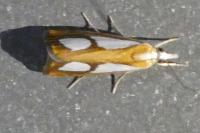 Catoptria pinella