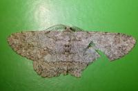 Hypomecis punctinalis