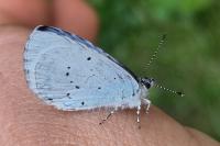 Celastrina argiolus