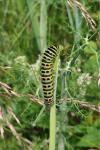 Papilio machaon