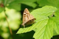 Pararge aegeria