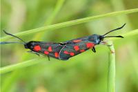 Zygaena transalpina