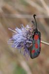 Zygaena sarpedon