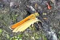 Thymelicus sylvestris