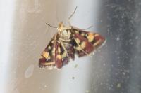 Pyrausta purpuralis