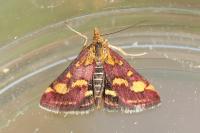 Pyrausta purpuralis