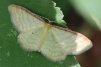 Idaea humiliata