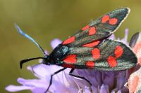 Zygaena transalpina