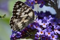 Melanargia galathea