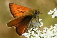 Thymelicus sylvestris