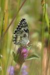 Melanargia galathea