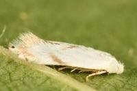 Pseudopostega crepusculella