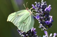Gonepteryx rhamni