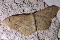 Idaea aversata
