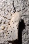 Spilosoma lubricipeda