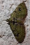 Pasiphila rectangulata