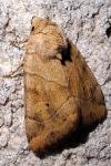 Cosmia trapezina