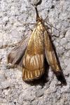Chrysocrambus linetella