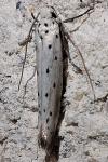 Yponomeuta