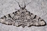 Biston betularia