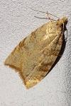 Aleimma loeflingiana