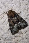Oligia