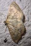 Patania ruralis