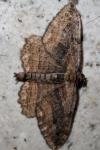 Philereme transversata