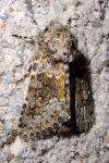 Hecatera dysodea