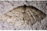 Ectropis crepuscularia