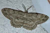 Hypomecis punctinalis