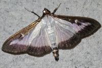 Cydalima perspectalis