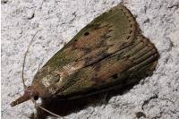 Aphomia sociella