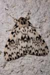 Lymantria monacha