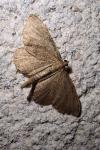 Philereme vetulata