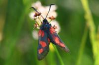 Zygaena trifolii