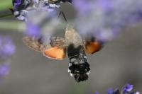 Macroglossum stellatarum